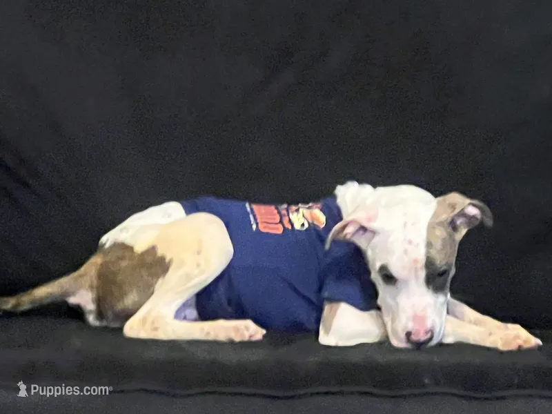 Melo  – American Bulldog puppy for sale in Gary, IN