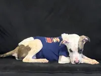 Melo , a male American Bulldog for sale in Gary, IN – 1 of 1