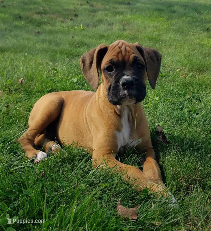 Bruno – Boxer puppy for sale in Millersburg, OH