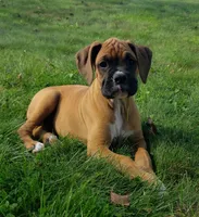 Bruno, a male Boxer for sale in Millersburg, OH – 1 of 4