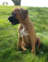 Bruno, a male Boxer for sale in Millersburg, OH – 4 of 4