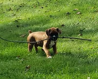 Sarge, a male Boxer for sale in Millersburg, OH – 4 of 5