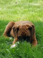Sarge, a male Boxer for sale in Millersburg, OH – 3 of 5