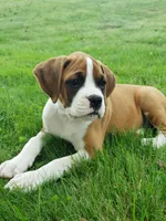 Deisel , a male Boxer for sale in Millersburg, OH – 2 of 4