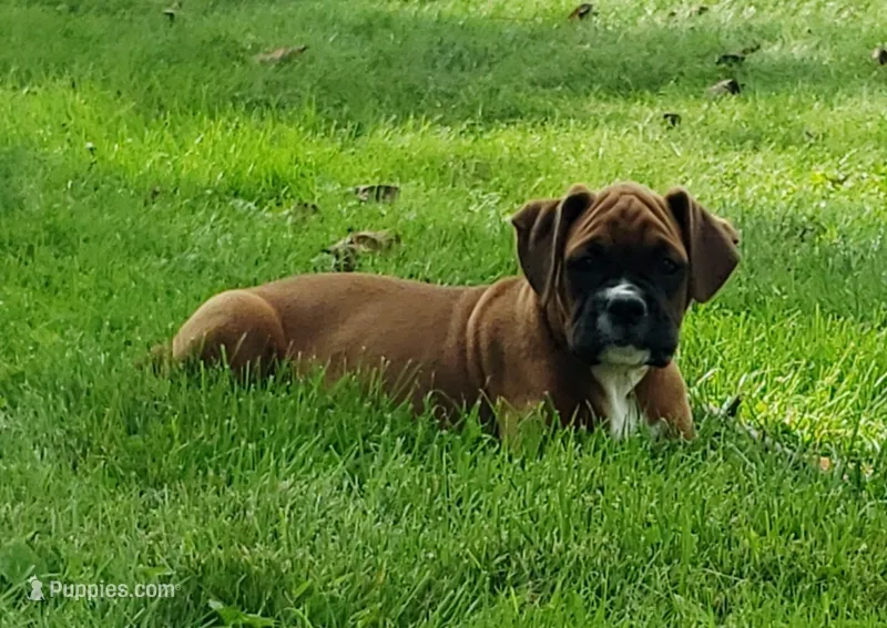 Sarge – Boxer puppy for sale in Millersburg, OH