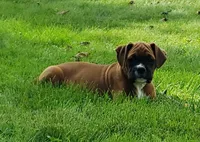 Sarge, a male Boxer for sale in Millersburg, OH – 1 of 5