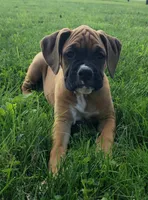 Bruno, a male Boxer for sale in Millersburg, OH – 2 of 4