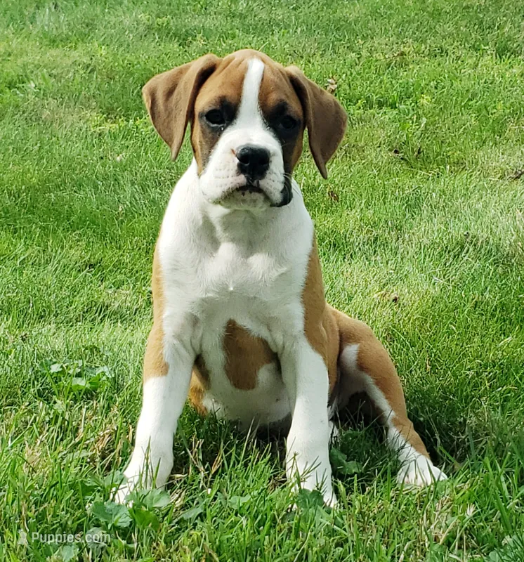 Deisel  – Boxer puppy for sale in Millersburg, OH