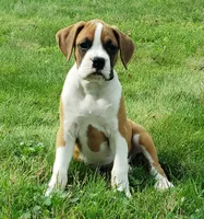 Deisel , a male Boxer for sale in Millersburg, OH – 1 of 4