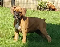 Bruno, a male Boxer for sale in Millersburg, OH – 3 of 4