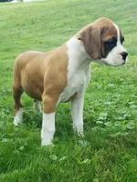 Deisel , a male Boxer for sale in Millersburg, OH – 4 of 4