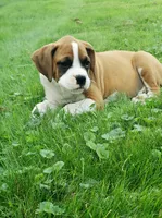 Deisel , a male Boxer for sale in Millersburg, OH – 3 of 4