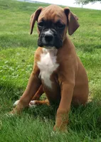 Sarge, a male Boxer for sale in Millersburg, OH – 5 of 5