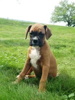 Sarge, a male Boxer for sale in Millersburg, OH – 2 of 5