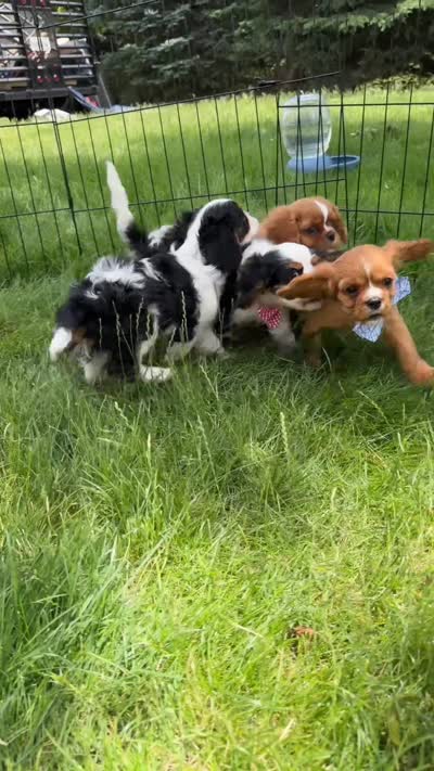 Panda, a male Cavalier King Charles Spaniel for sale in Crystal Lake, IL – 4 of 8