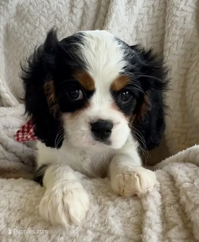 Spotty  – Cavalier King Charles Spaniel puppy for sale in Crystal Lake, IL