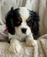 Spotty , a male Cavalier King Charles Spaniel for sale in Crystal Lake, IL – 1 of 7