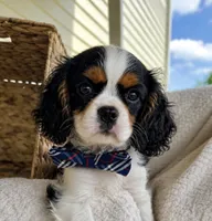 Panda, a male Cavalier King Charles Spaniel for sale in Crystal Lake, IL – 2 of 8