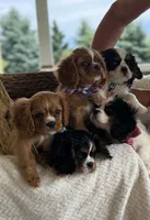 Panda, a male Cavalier King Charles Spaniel for sale in Crystal Lake, IL – 5 of 8