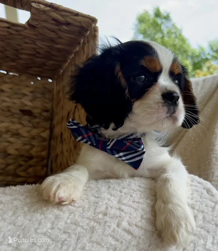 Panda – Cavalier King Charles Spaniel puppy for sale in Crystal Lake, IL