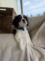 Panda, a male Cavalier King Charles Spaniel for sale in Crystal Lake, IL – 3 of 8