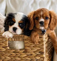 Spotty , a male Cavalier King Charles Spaniel for sale in Crystal Lake, IL – 3 of 7