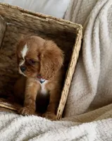 Bluey , a male Cavalier King Charles Spaniel for sale in Crystal Lake, IL – 2 of 8