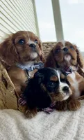 Bear, a male Cavalier King Charles Spaniel for sale in Crystal Lake, IL – 3 of 7