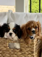 Spotty , a male Cavalier King Charles Spaniel for sale in Crystal Lake, IL – 4 of 7