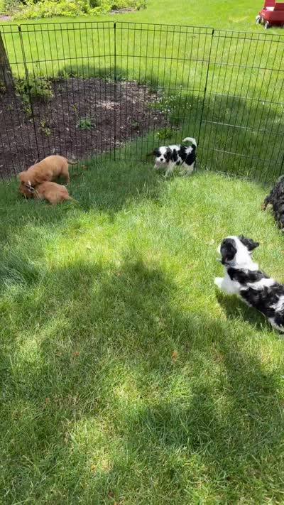 Bear, a male Cavalier King Charles Spaniel for sale in Crystal Lake, IL – 7 of 7