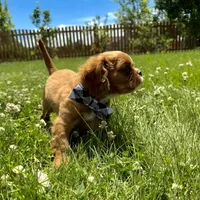 Bluey , a male Cavalier King Charles Spaniel for sale in Crystal Lake, IL – 5 of 8