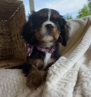 Bear, a male Cavalier King Charles Spaniel for sale in Crystal Lake, IL – 2 of 7