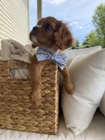 Ash, a male Cavalier King Charles Spaniel for sale in Crystal Lake, IL – 4 of 7