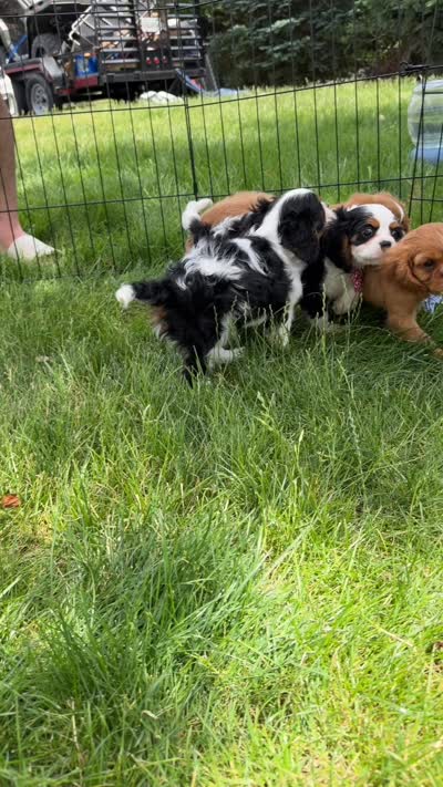 Panda, a male Cavalier King Charles Spaniel for sale in Crystal Lake, IL – 7 of 8