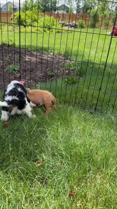 Spotty , a male Cavalier King Charles Spaniel for sale in Crystal Lake, IL – 6 of 7