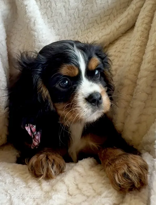 Bear – Cavalier King Charles Spaniel puppy for sale in Crystal Lake, IL