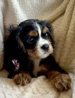 Bear, a male Cavalier King Charles Spaniel for sale in Crystal Lake, IL – 1 of 7