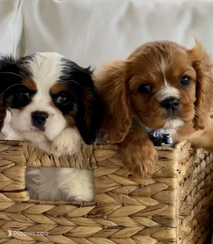 Ash, a male Cavalier King Charles Spaniel for sale in Crystal Lake, IL – 1 of 7