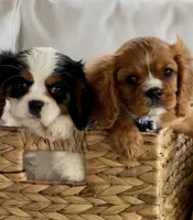 Ash, a male Cavalier King Charles Spaniel for sale in Crystal Lake, IL – 1 of 7