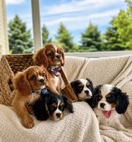 Bluey , a male Cavalier King Charles Spaniel for sale in Crystal Lake, IL – 3 of 8