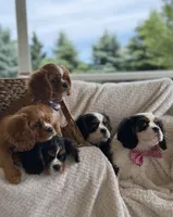 Bear, a male Cavalier King Charles Spaniel for sale in Crystal Lake, IL – 5 of 7