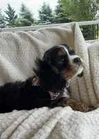 Bear, a male Cavalier King Charles Spaniel for sale in Crystal Lake, IL – 4 of 7