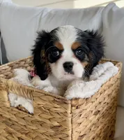 Spotty , a male Cavalier King Charles Spaniel for sale in Crystal Lake, IL – 2 of 7