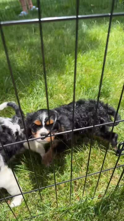 Panda, a male Cavalier King Charles Spaniel for sale in Crystal Lake, IL – 6 of 8