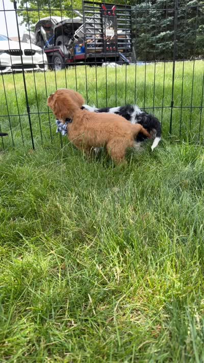 Ash, a male Cavalier King Charles Spaniel for sale in Crystal Lake, IL – 7 of 7