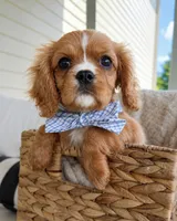 Ash, a male Cavalier King Charles Spaniel for sale in Crystal Lake, IL – 2 of 7