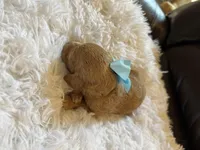 Baby Anna, a female Goldendoodle for sale in Montgomery, TX – Photo 4 of 4