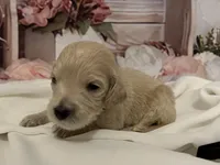 Baby Anna, a female Goldendoodle for sale in Montgomery, TX – Photo 1 of 4