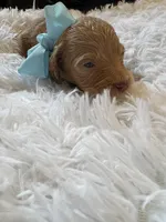 Baby Anna, a female Goldendoodle for sale in Montgomery, TX – Photo 3 of 4
