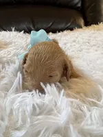 Baby Anna, a female Goldendoodle for sale in Montgomery, TX – Photo 2 of 4